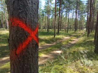http://Cirsmu%20stigošana,Robežstigu%20atjaunošana%20attēls