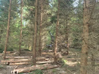 http://zāģējam%20kopšanas%20cirtes%20image