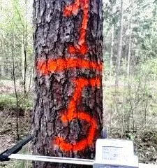 Meža inventarizācija