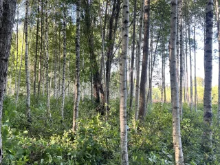 http://Pameža%20tīrīšana%20attēls